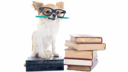 chihuahua_with_books_1448759302