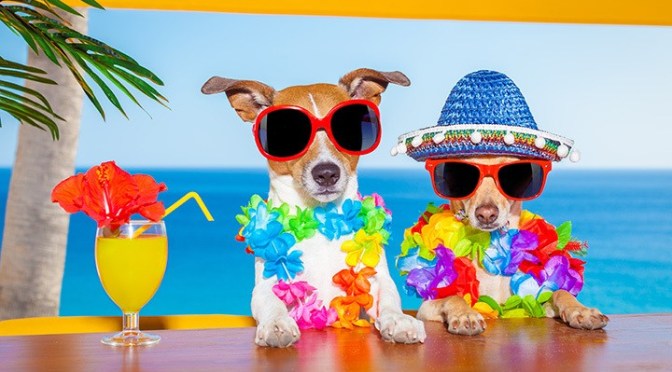 Agility Skills Training Seminars with Bridget Thomas – August 12 & 13, 2022